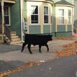 The bull wandered through Newburyport, a small seaside city on Boston’s North Shore.